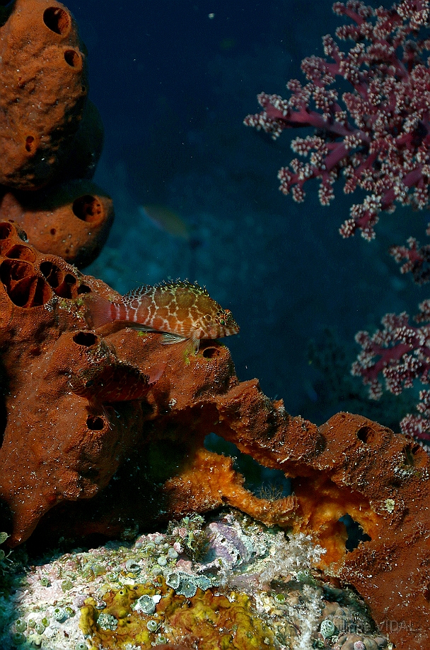 Raja Ampat 2016 - Corail - IMG_4457_rc.jpg